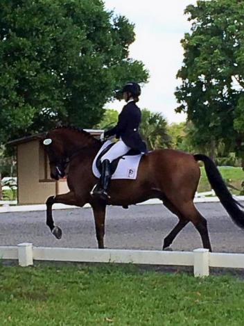 Piaffe Performance’s Katie Riley and Toy Story qualified to compete at the 2015 Markel/USEF Young and Developing Horse Dressage National Championships (Photo: Piaffe Performance)