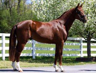 MW Feinermark (2010 Licensed Premium GOV Stallion by Fidertanz)