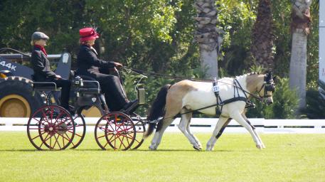 Mary Phelps had the smallest ponies competing in the 2015 Live Oak International:  “The Gangsters” in the Intermediate Pair Pony division 