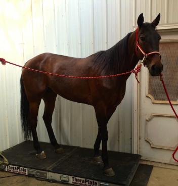 Noble Fitch, a Standardbred rehabilitating at Starting Gaits Standardbred Transition Program, enjoys the benefits of TheraPlate (Photo: Starting Gaits Standardbred Transition Program)