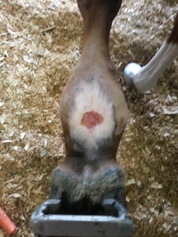 Oscars Tendon after less than 30 days treatment