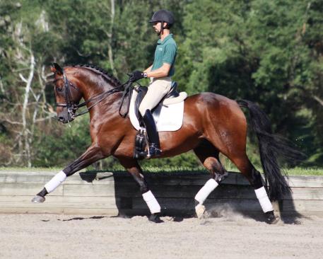 Hilltop Farm's Royal Prince (Rohdiamant – Prince Thatch xx – Wenzel I)