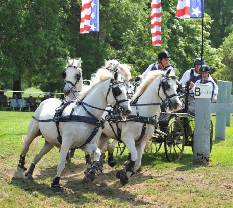 USEF National Four-in-Hand Pony champion Heather Schneider at 2015 Live Oak Internationa - Photo courtesy of www.PicsOfYou.com