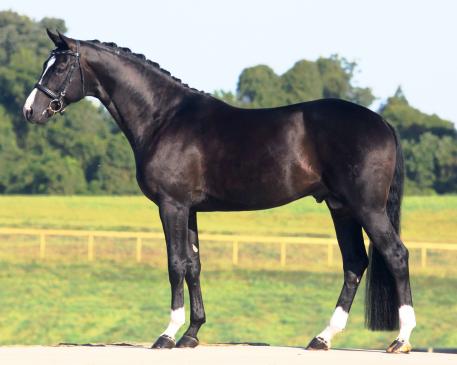 Sternlicht GGF is one of the fabulous stallions represented in DressageDaily's StallionMarket
