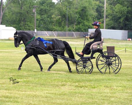Champion Driver Suzy Stafford and “Acrosstime Black Cotton” (Cassanova”s Cashon x Sleepys Jessie Dee) a seven year old Morgan gelding owned by Jeanne Cassells winning the Training Level Driven Dressage Division at the 2015 Vermont Morgan Spring Classic (Photo: Dave Porter)