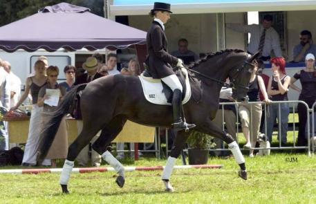 Sonnenberg Farm's Tamarinde keur, sport, (Jazz x Matador x Rubinstein)