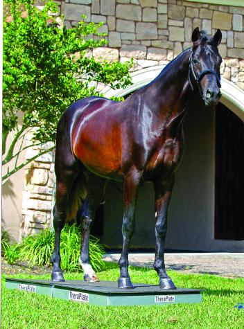 TheraPlate is changing the game in sport horse conditioning and care. 