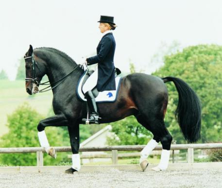 Contango, Preferent is currently the number one ranked Dressage Sire by the USEF