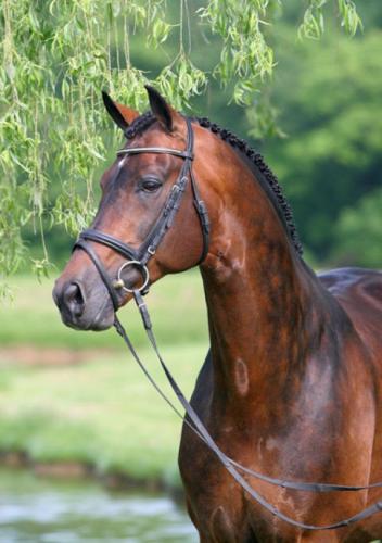 Harmony's Rousseau. (Photo: Richard Malmgren)