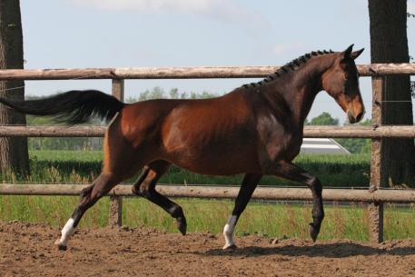 Waikiki - (Future x Fruhling - 2003 KWPN Mare)