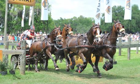 Chester Weber drives out of the marathon as clear leader of the FEI Four-in-Hand division (Photo: PicsOfYou.com) 