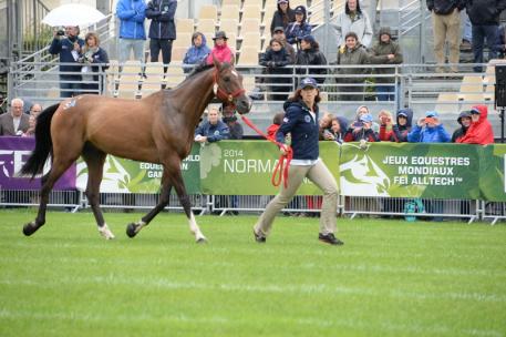 Endurance horses at the jog. Photo by Diana DeRosa