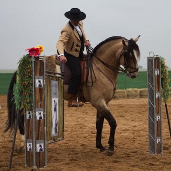 Furacão one of the Interagro stallions that is for sale is guided through the working equitation by  Nuno Araújo (Photo: courtesy Elayne Massaini)