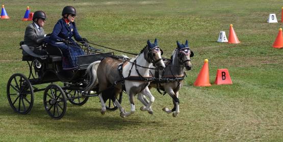 Al Capony and Kimba, Gold Medal Cones ponies 2019