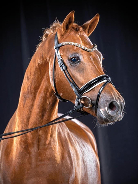 Lot 89 - Zöthens Colani (Cosmopolitan D NRW x Nitendo x Koyano)